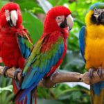 What Should Parrots Eat?