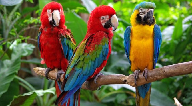 facts parrots