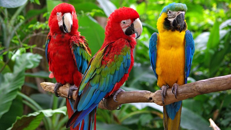 facts parrots