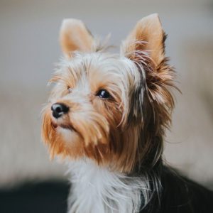 emotional support dogs Yorkie sitting down