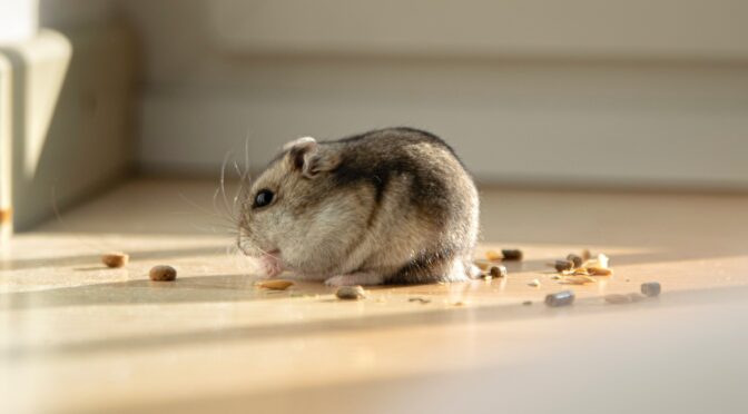 Dwarf hamster eating food