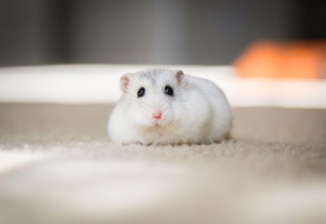 hamster lying on carpet