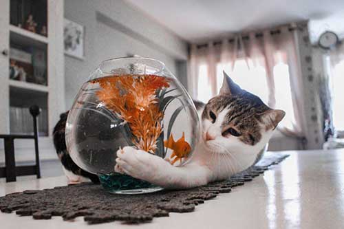 Pets and Animals Tips: Cat and Goldfish