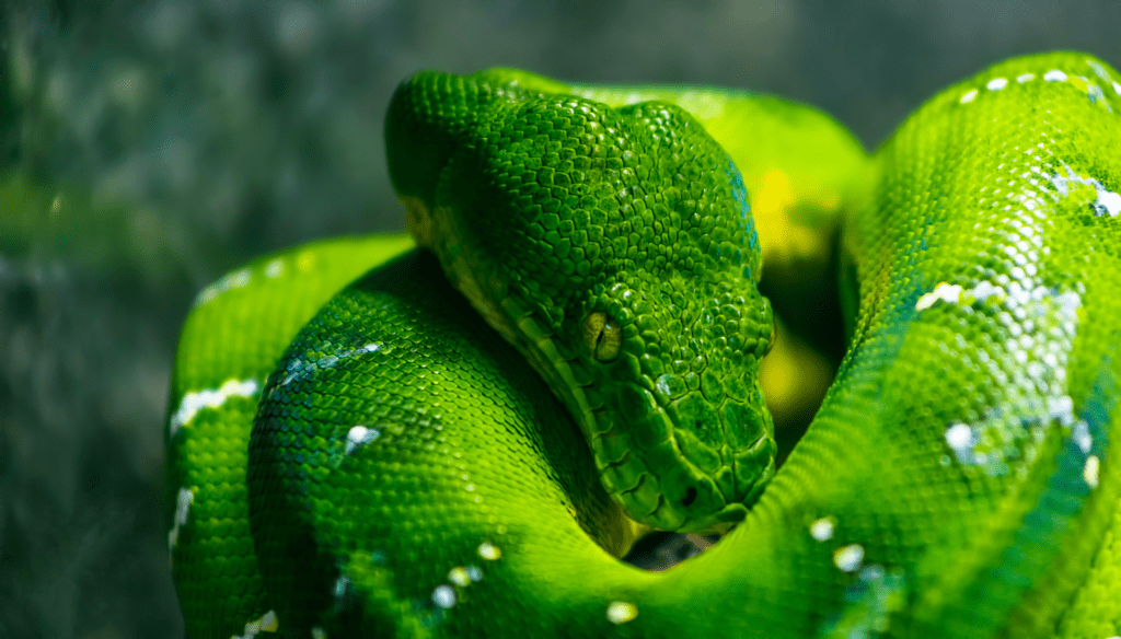 Emerald tree boas are beautiful snakes but not always the best pets.