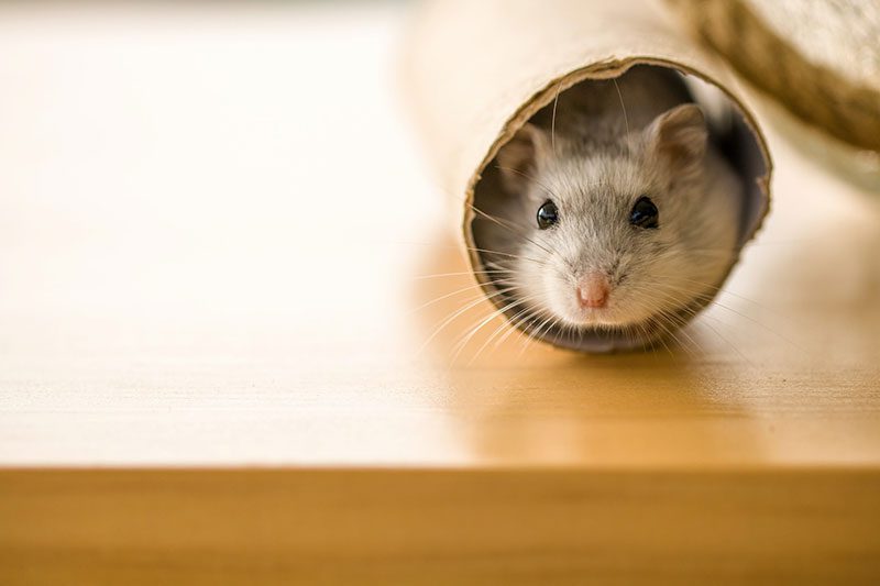 Hamster in a roll of paper