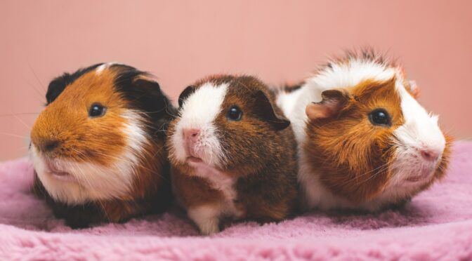 Guinea pigs on a blanket bed