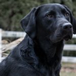 Top 10 Most Popular Black Dog Breeds