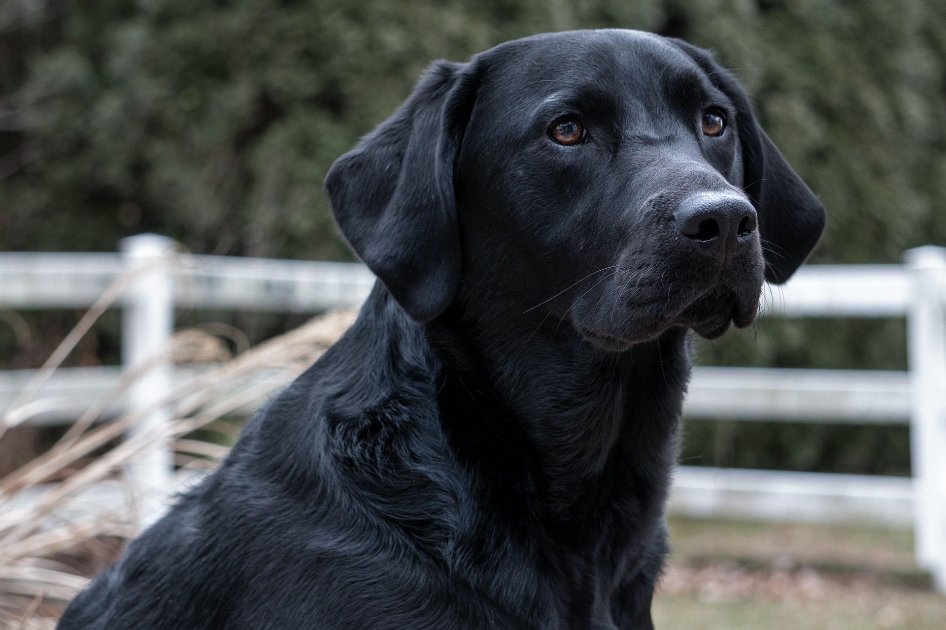 Black Labrador Retriever or Black Lab, The Top Black Dog Breed