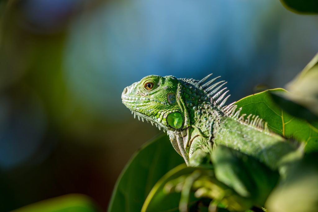 Popular Types Pet Iguanas