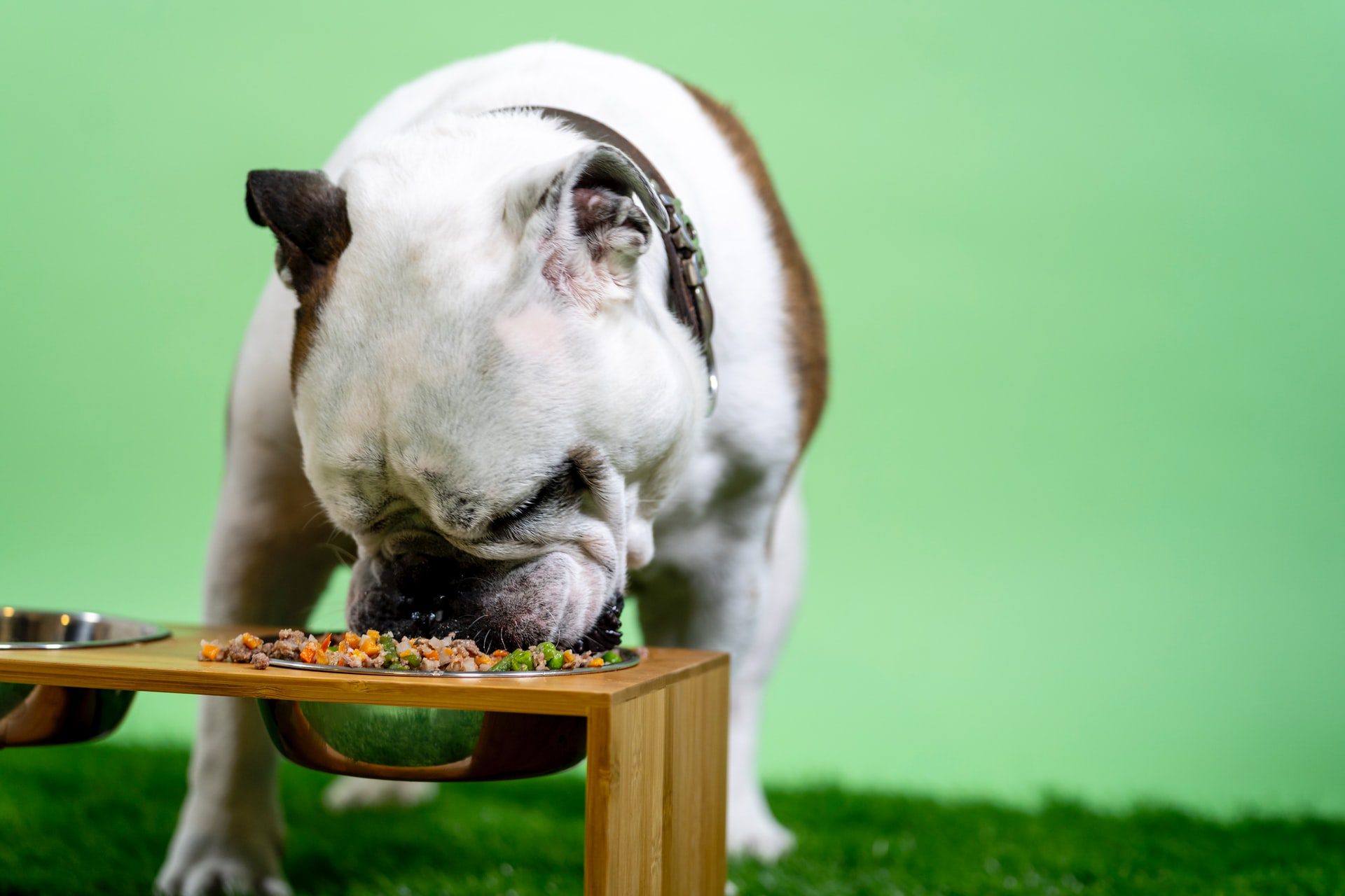 Wet vs Dry Dog Food: Which is Better?
