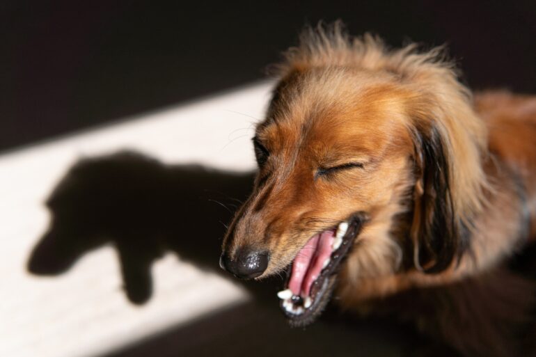 dog breeds loudest bark