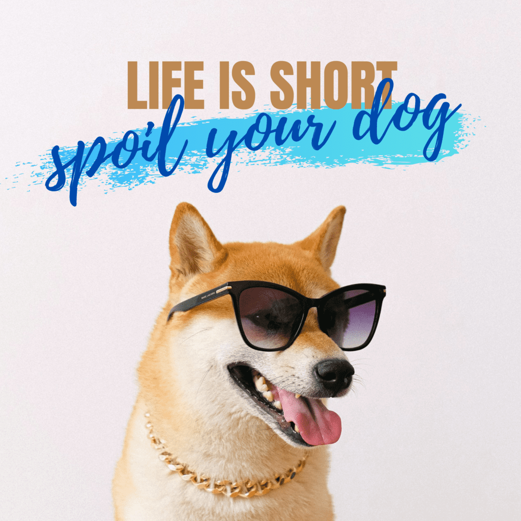 Life is short, spoil your dog