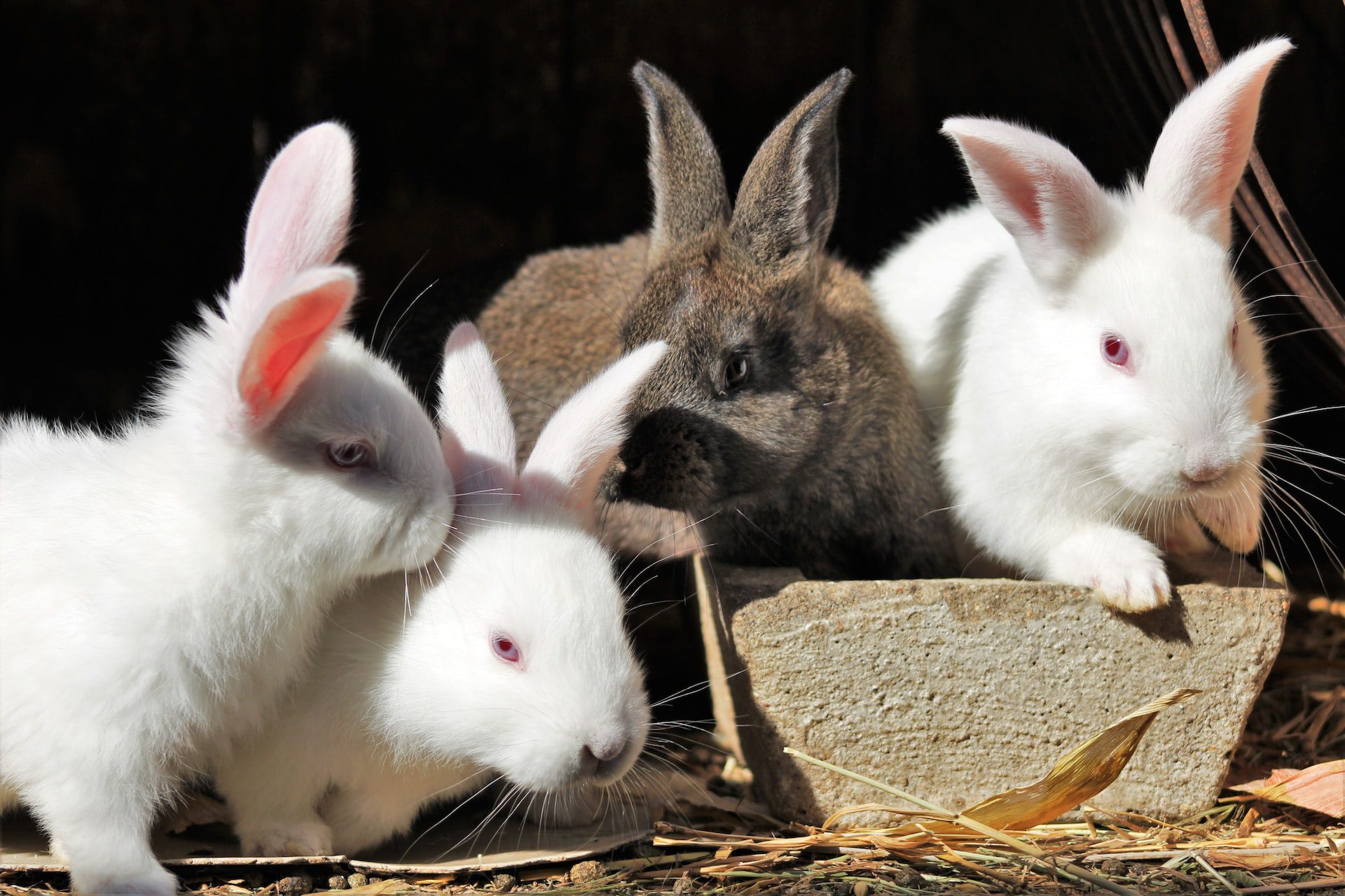 Various pet rabbits hanging out together