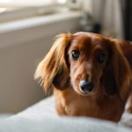 Dachshund Puppies: A Buyer’s Guide