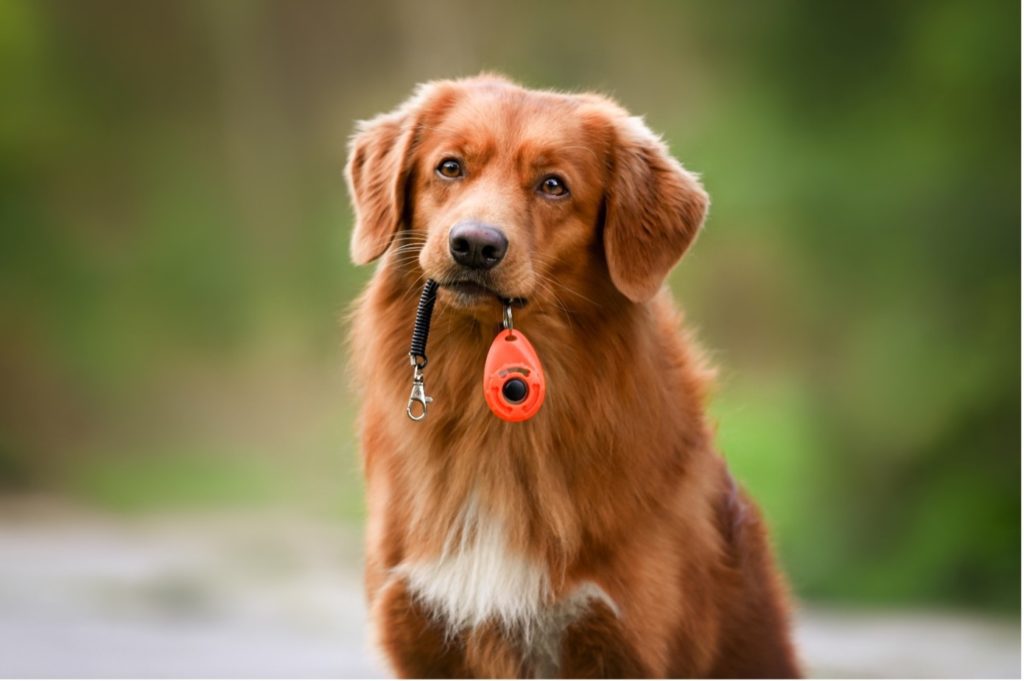8 Dog Training Tools For Every Dog Owner