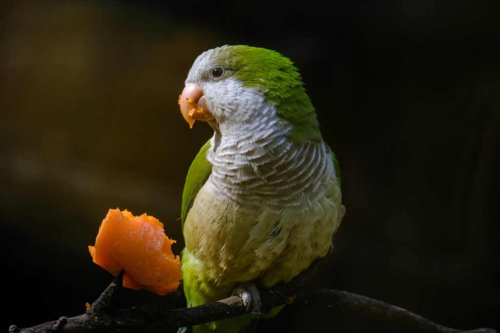 A pet Parakeet on branch eating fruit