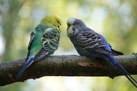 Parakeets perched on a tree branch