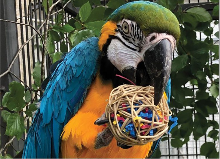 parrot chew toy
