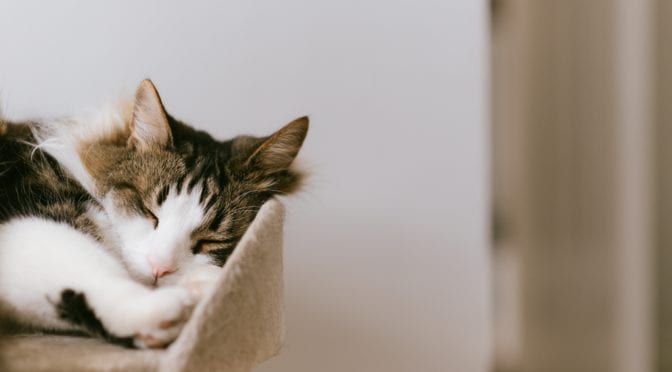 pexels anete lusina cat tower sleeping1 scaled