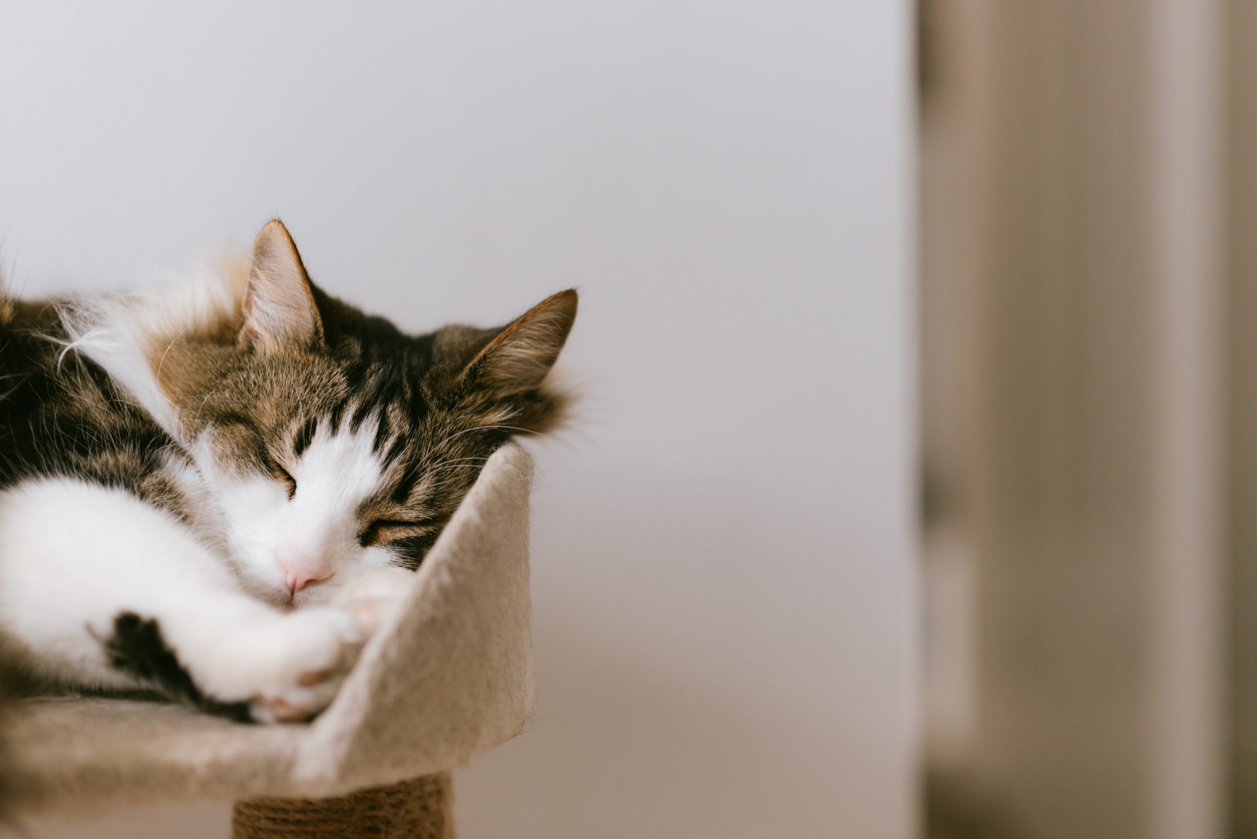 pexels anete lusina cat tower sleeping1 scaled
