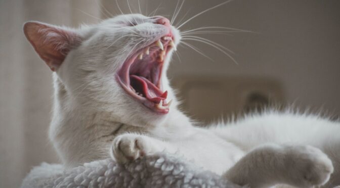 Bored cat yawning