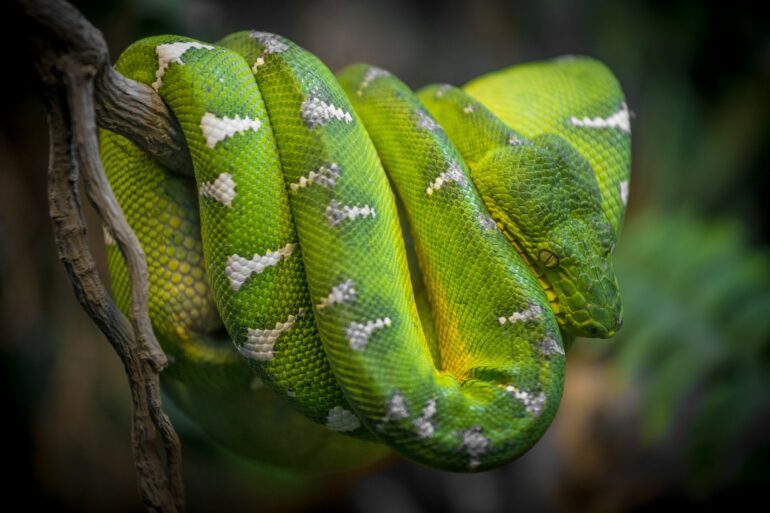 emerald tree boas green tree pythons