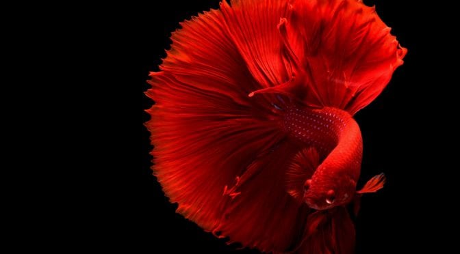 Male Red Betta Fish