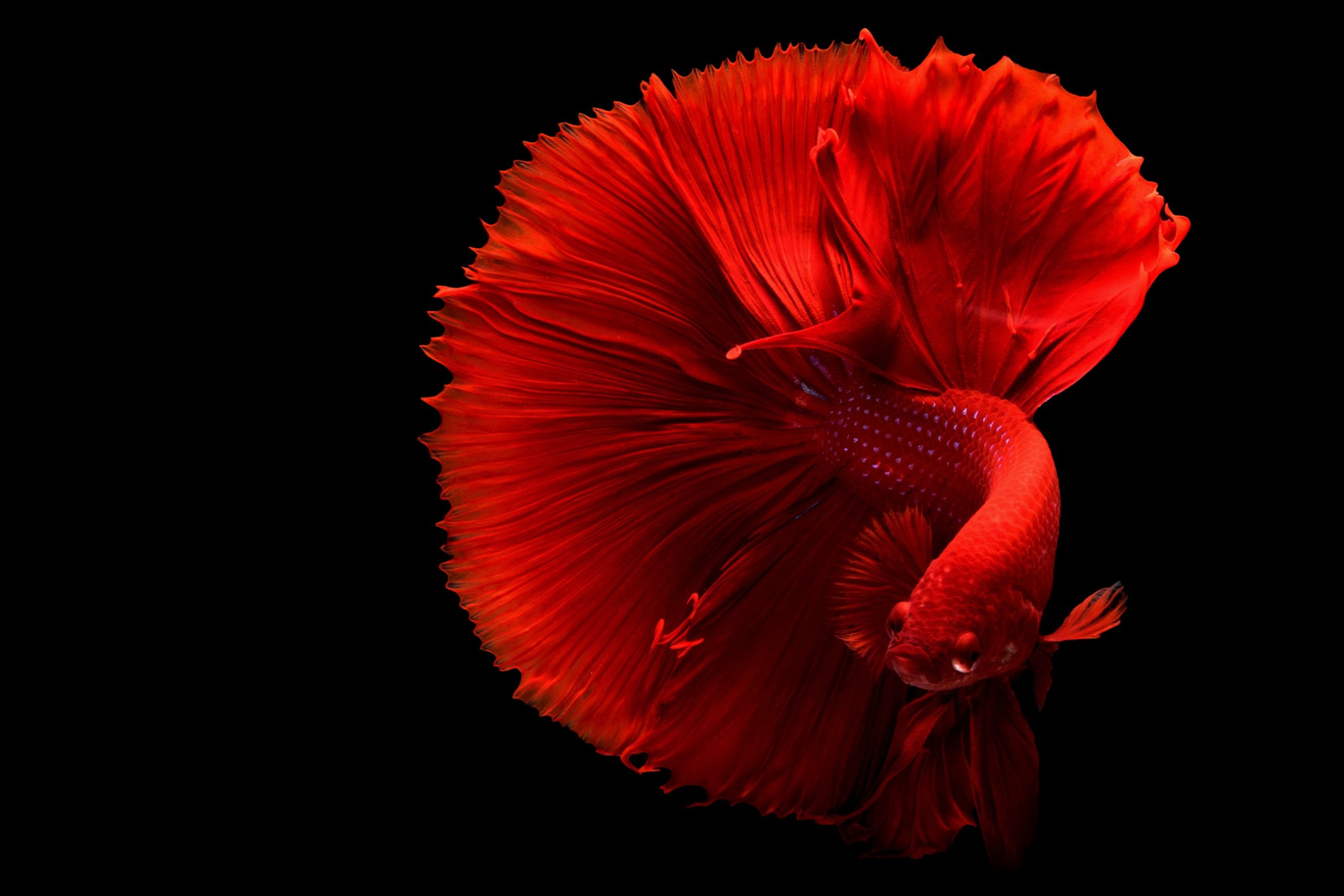 What to Know About Owning a Betta Fish