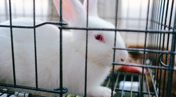White rabbit inside a cage