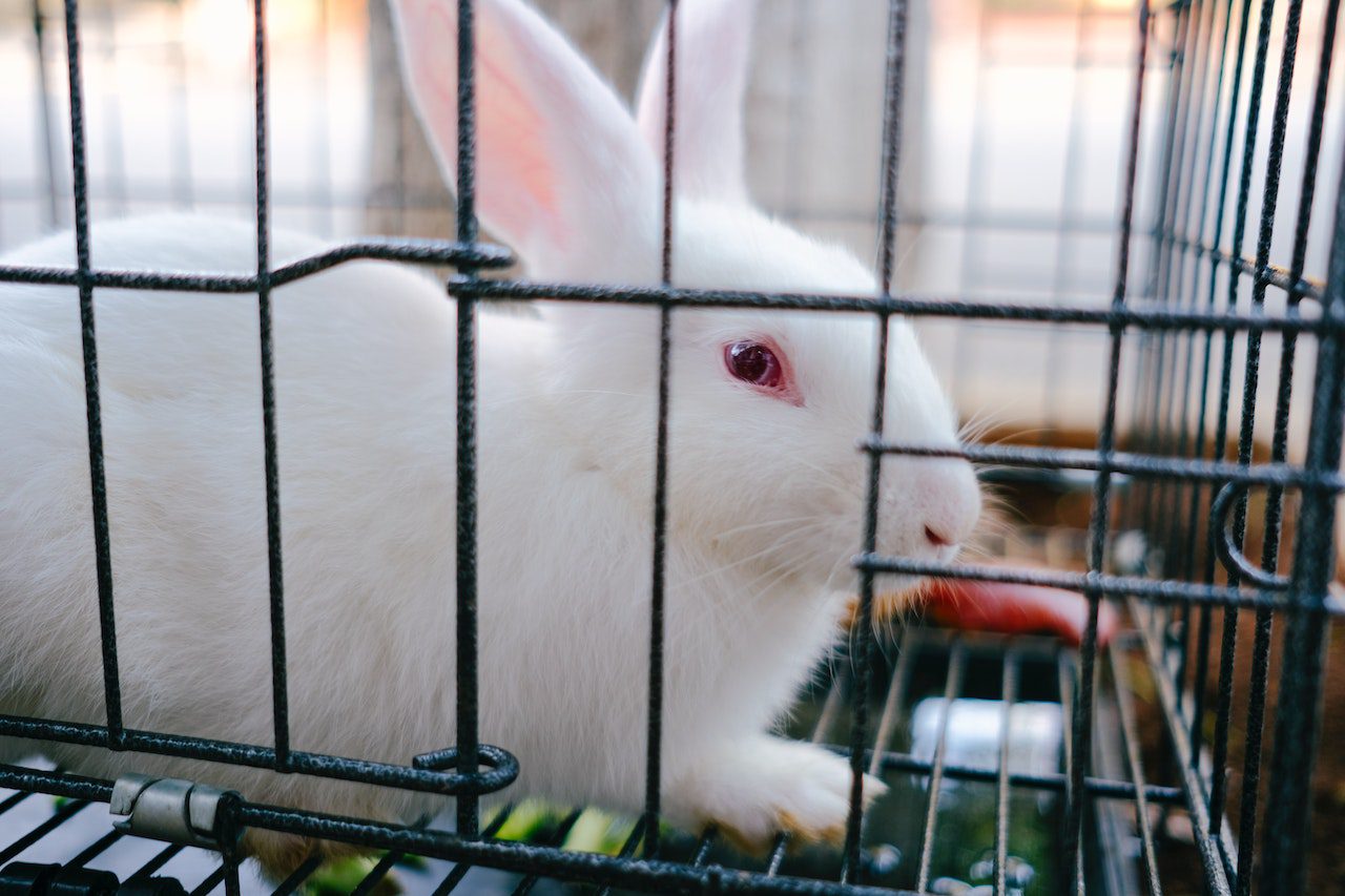 white rabbit inside its cage
