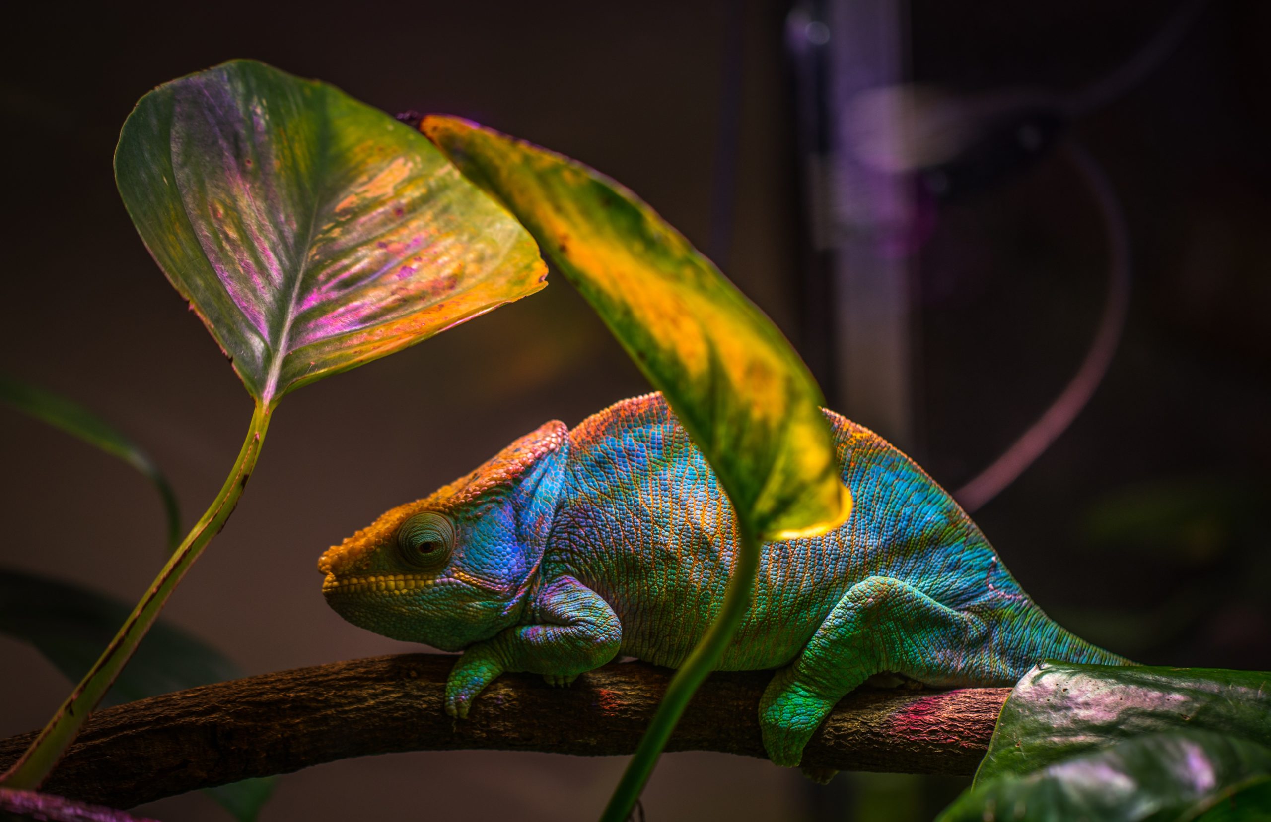 Chameleon in Planted Terrarium