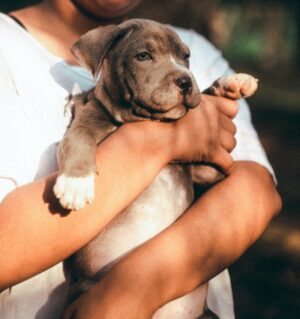pitbull puppy care