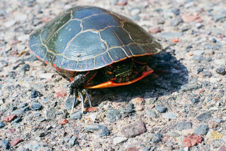 Eastern painted turtle getting heat to stay warm