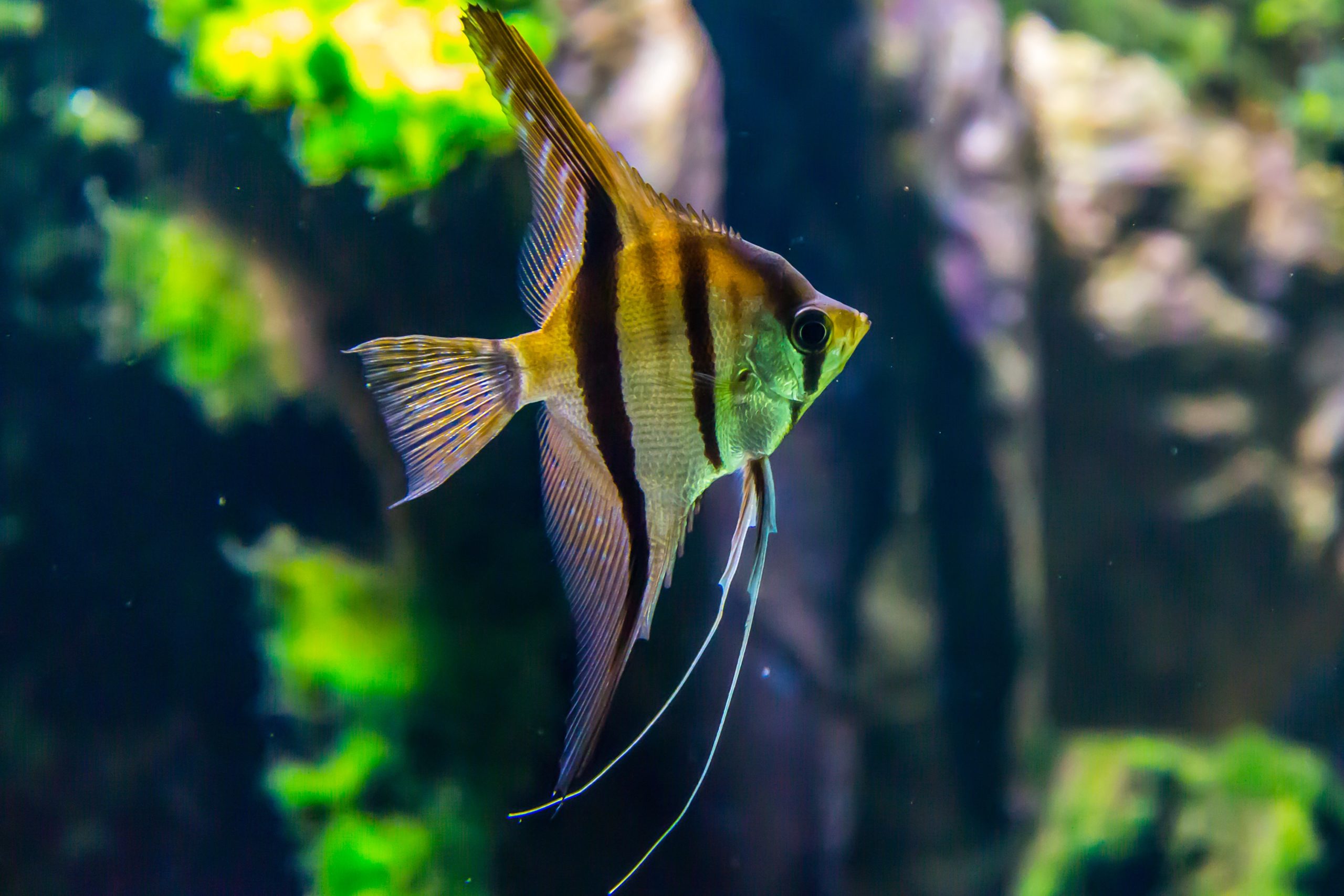 Are Angelfish Hard to Take Care of?