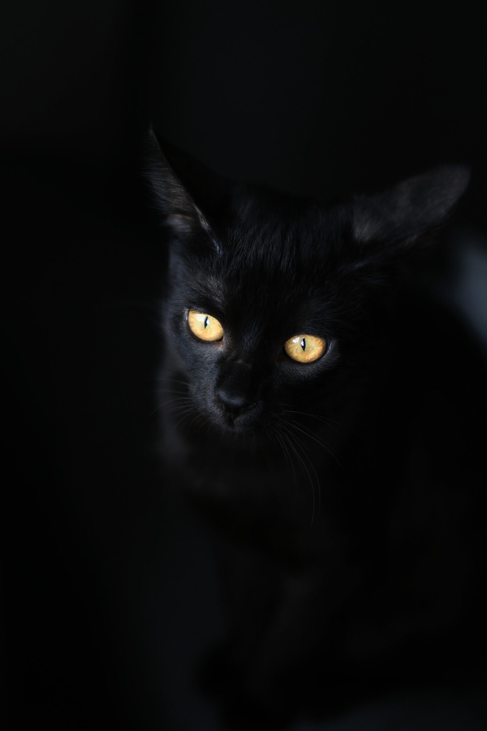 Black Cat Photo