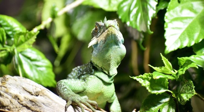Lizard inside reptile terrarium