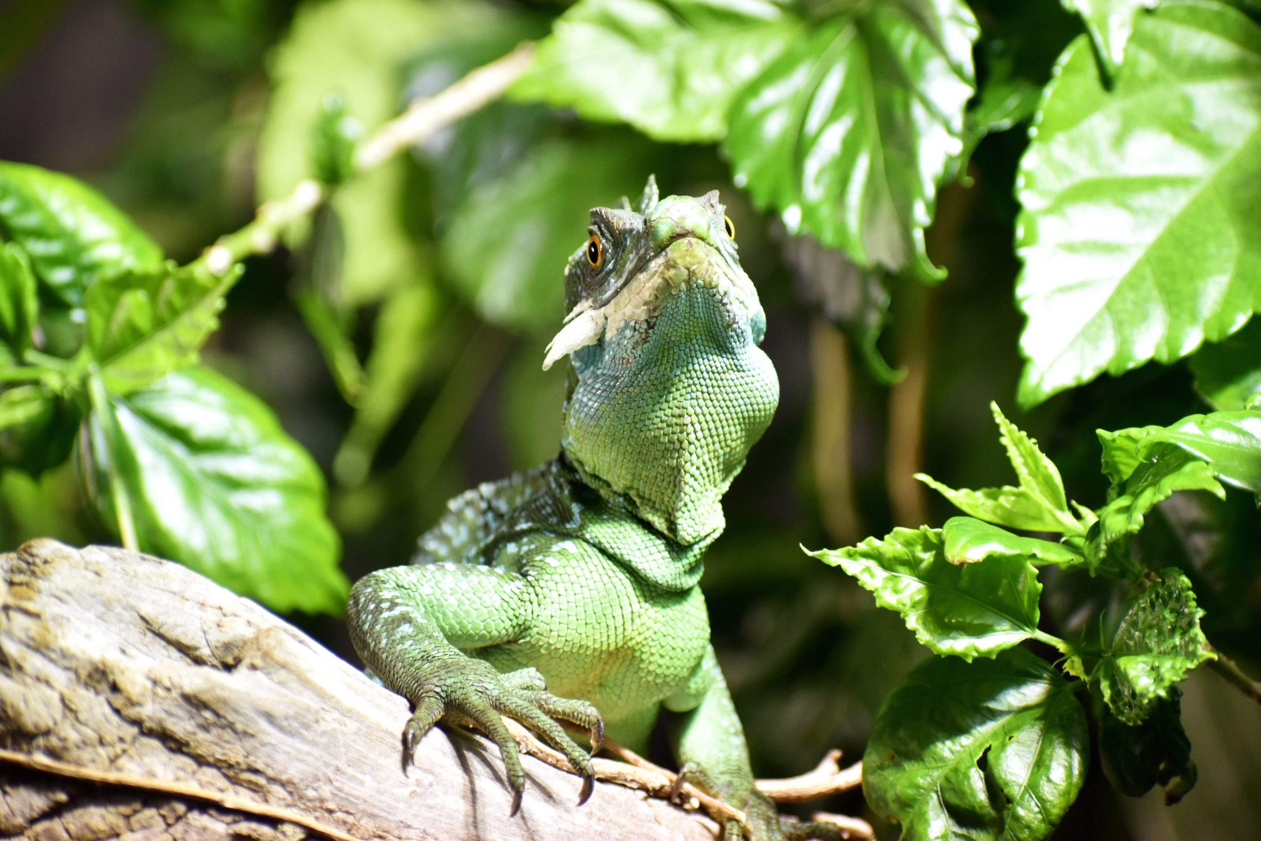 Lizard inside reptile terrarium