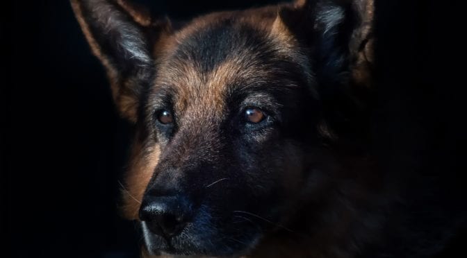 Dog Portrait German Shepherd