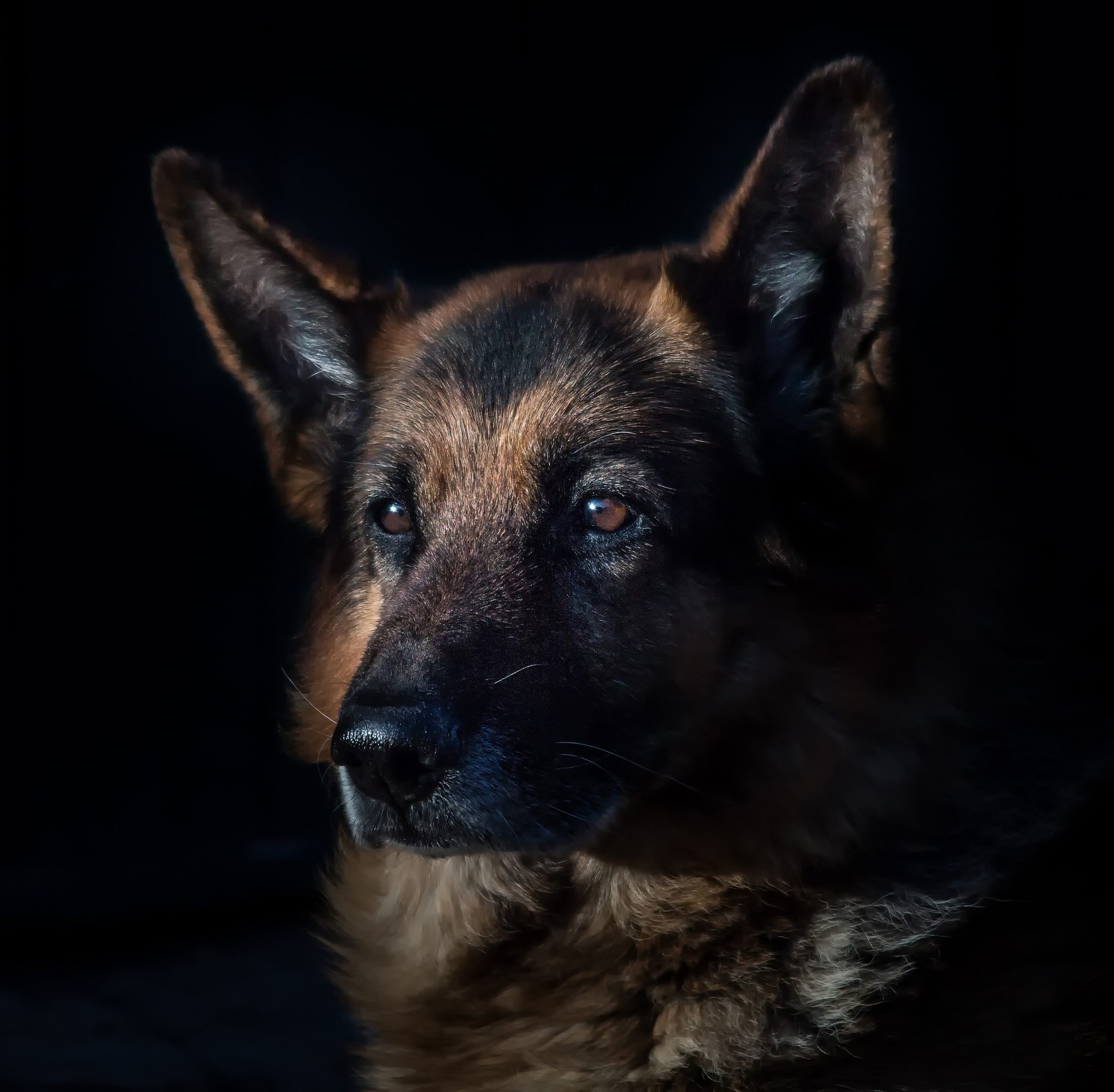 Dog Portrait German Shepherd
