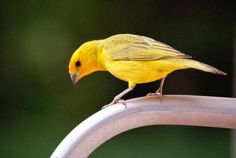 canary bird care