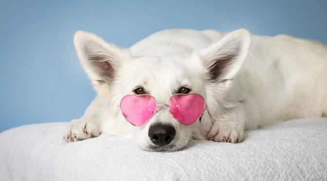 Spoiled Dog with Pink Sunglasses