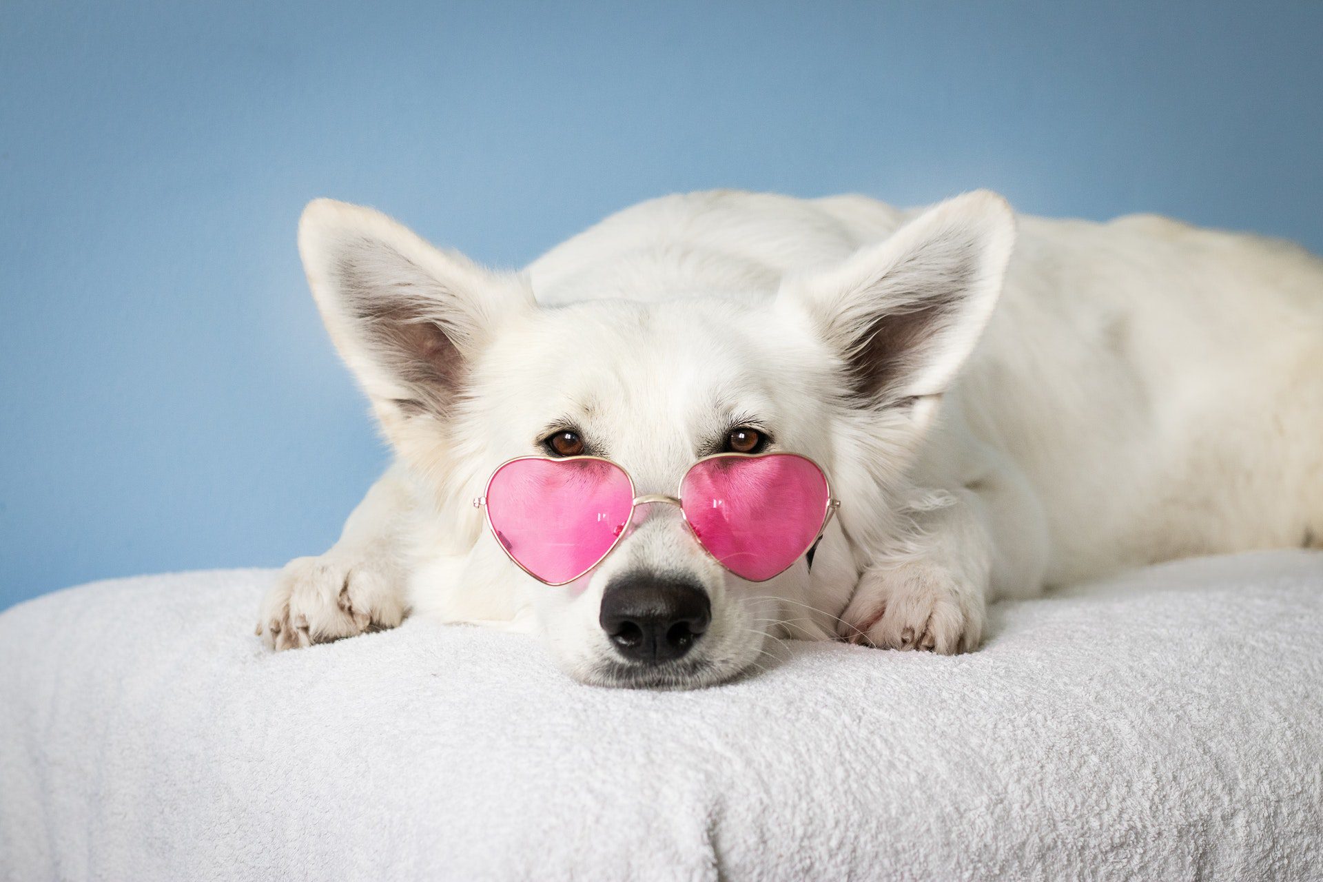 Spoiled Dog with Pink Sunglasses