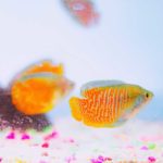 Pros and Cons of Gouramis for Beginners