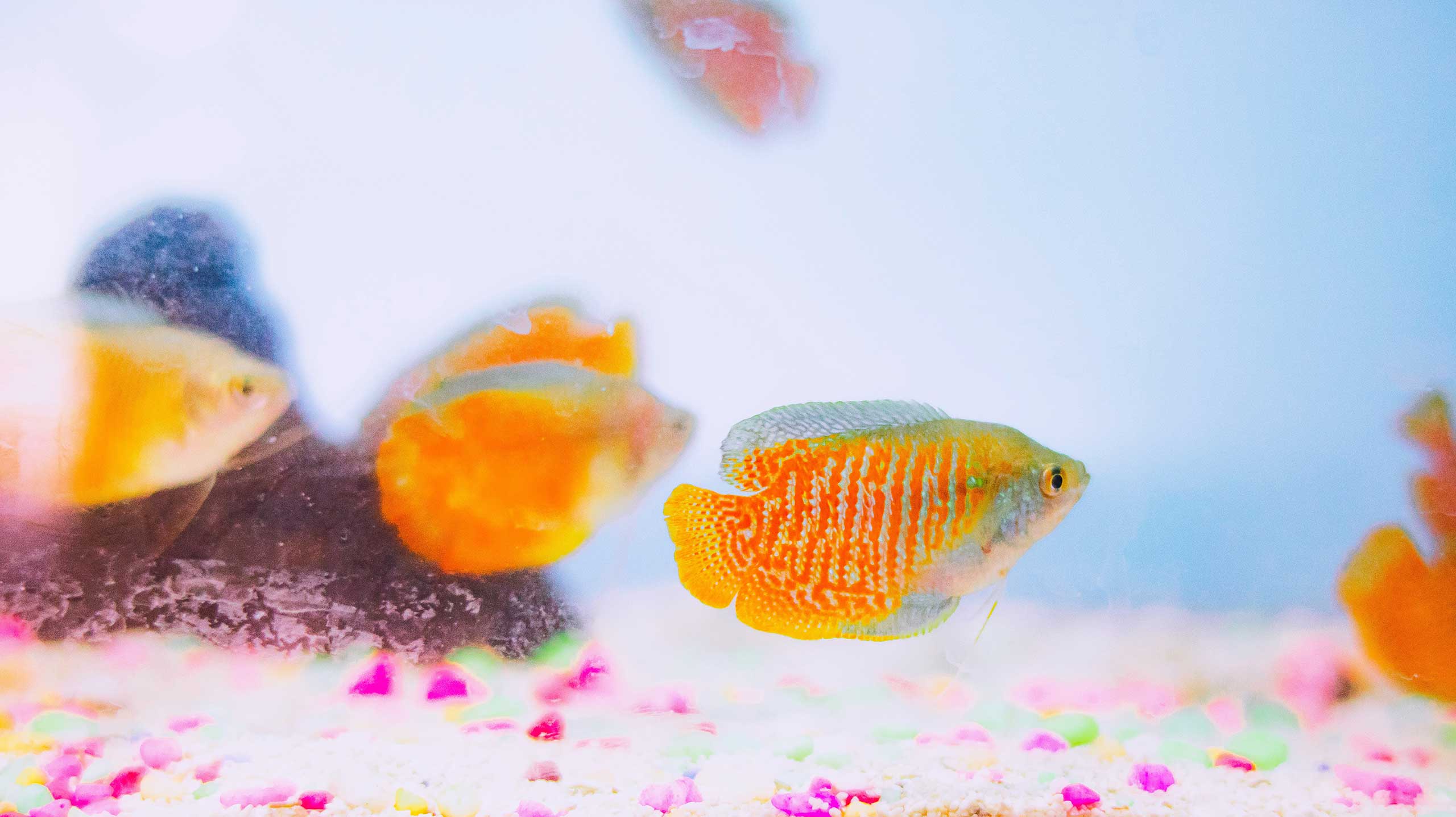 Gouramis fish in a tank