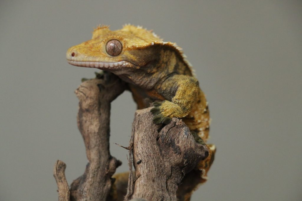 Crested Gecko on Branch