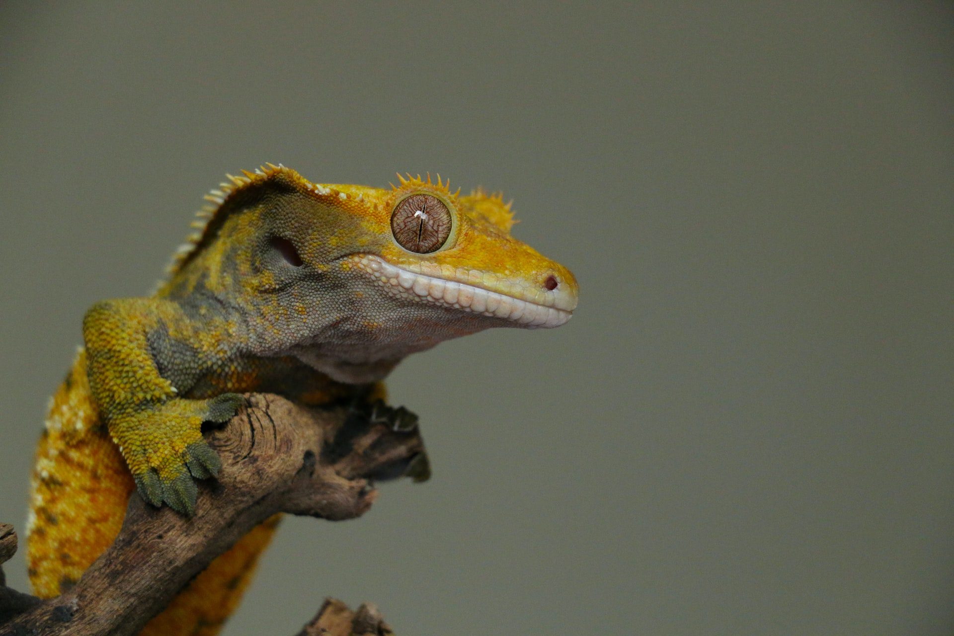 Crested Gecko on a branch
