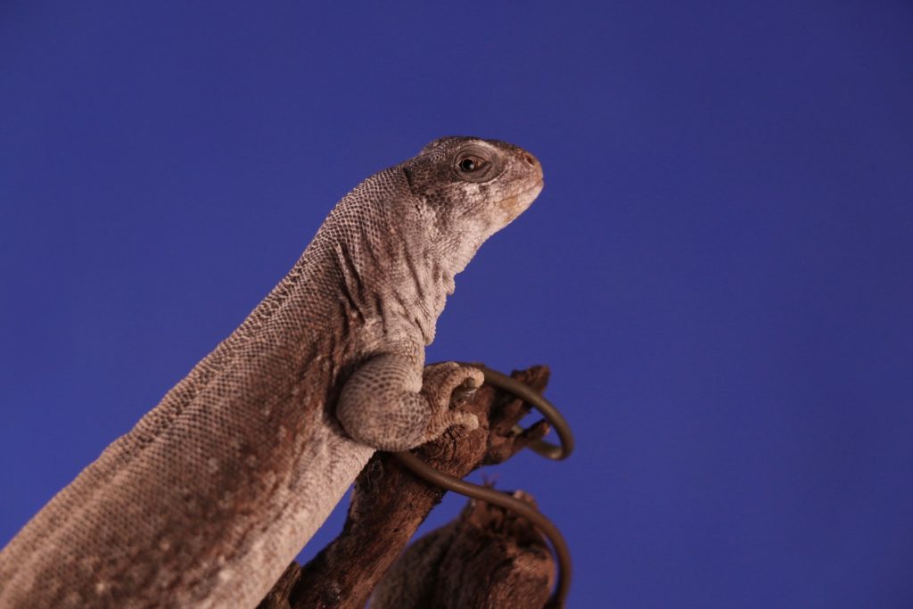Popular Types Pet Iguanas Desert Iguana