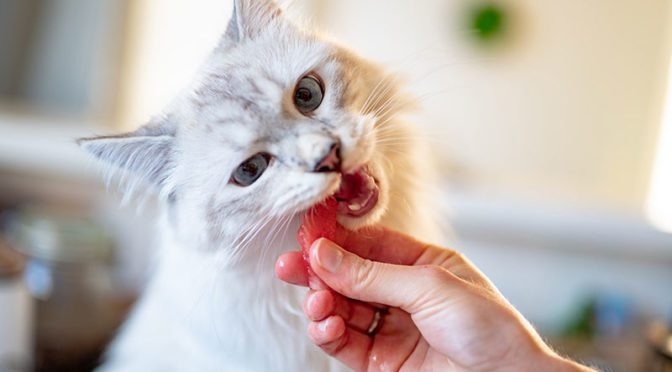 Cat eating a treat from owner's hand