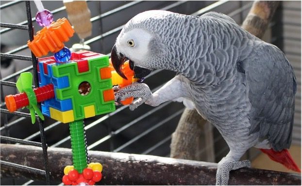 parrot toys guide puzzles