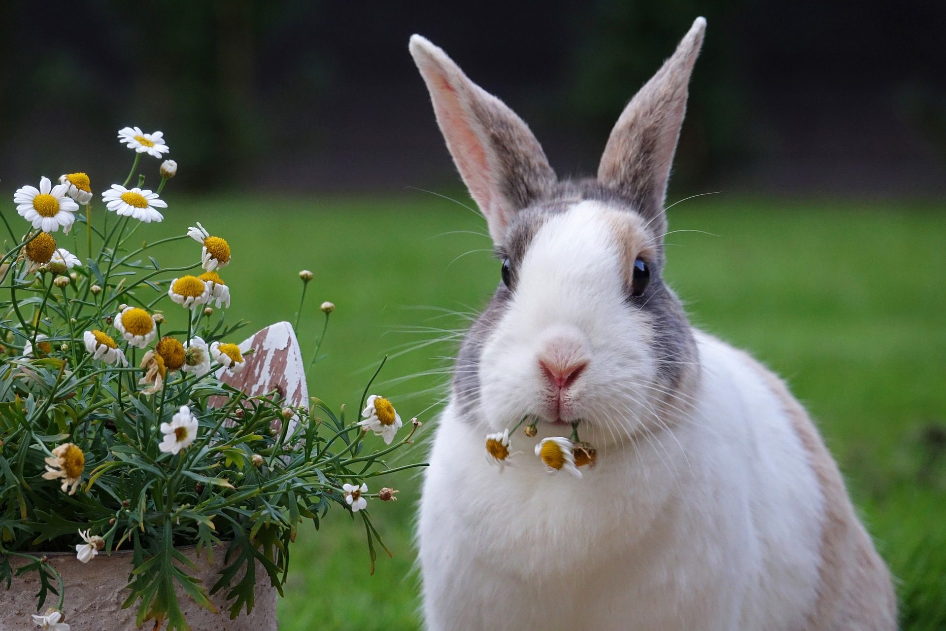 Common Types of Feed for Rabbits